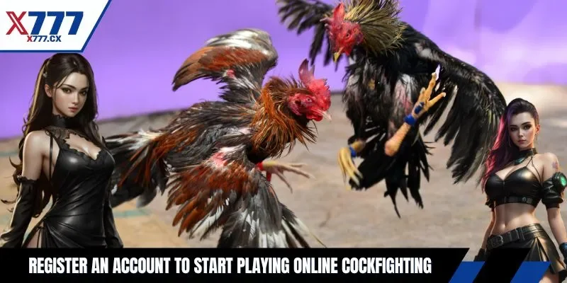 Register an account to start playing online cockfighting